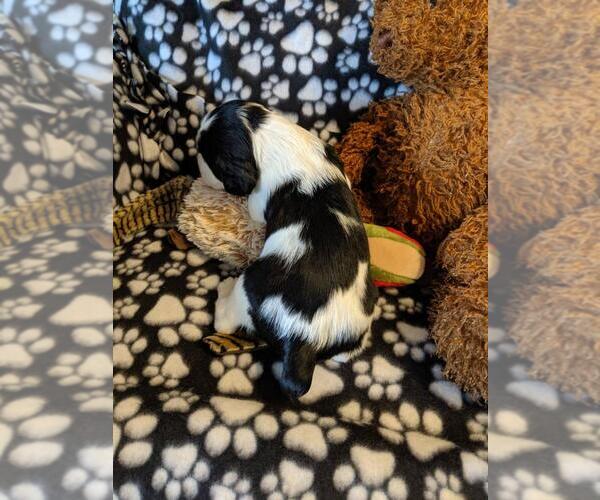 Medium Photo #2 English Springer Spaniel Puppy For Sale in SHERBURN, MN, USA
