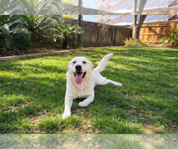 Medium Photo #2 Labrador Retriever-Unknown Mix Puppy For Sale in Clovis, CA, USA