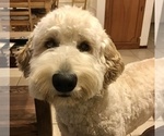 Small Photo #1 Goldendoodle Puppy For Sale in PALO CEDRO, CA, USA