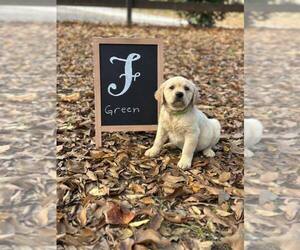 Labrador Retriever Puppy for sale in MAYSVILLE, GA, USA