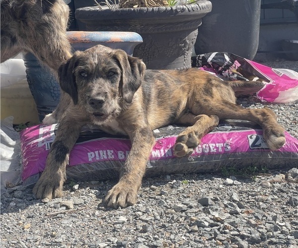 Medium Photo #5 Boxer-Poodle (Standard) Mix Puppy For Sale in WEST POINT, VA, USA