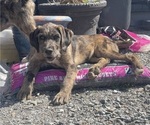 Small Photo #29 Boxer-Poodle (Standard) Mix Puppy For Sale in WEST POINT, VA, USA