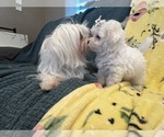 Small #2 Maltipoo (Toy)