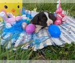 Small #14 Australian Shepherd