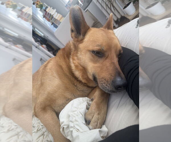 Medium Photo #6 Mutt Puppy For Sale in Elmsford, NY, USA