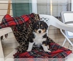 Small #14 Australian Shepherd