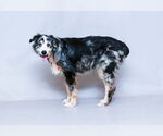 Small Border Collie