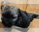 Small Photo #9 Havanese Puppy For Sale in MILTON, FL, USA
