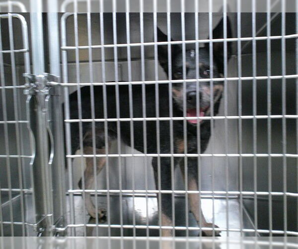 Medium Photo #1 Mutt Puppy For Sale in Oklahoma City, OK, USA