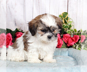 Shih-Poo Puppy for sale in PENNS CREEK, PA, USA