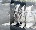 Small Photo #31 French Bulldog Puppy For Sale in LAKE WALES, FL, USA