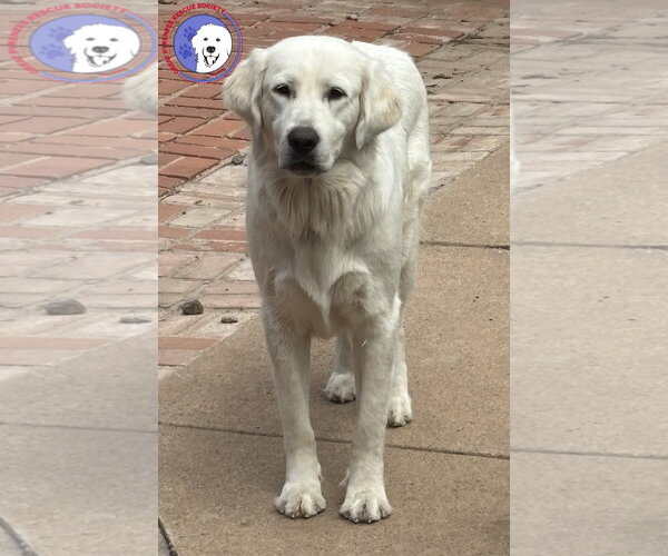 Medium Photo #1 Great Pyrenees Puppy For Sale in Spring, TX, USA