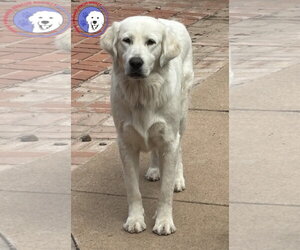 Great Pyrenees Dogs for adoption in Spring, TX, USA