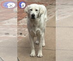 Small Great Pyrenees