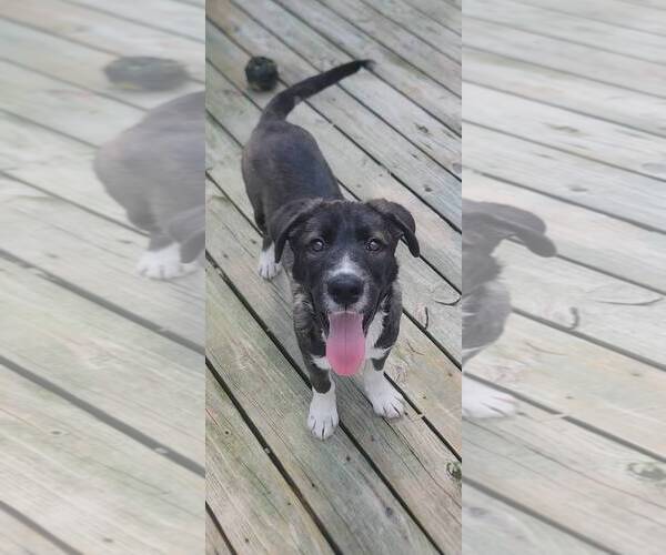 Medium Photo #18 Labrador Retriever-Unknown Mix Puppy For Sale in Murfreesboro, NC, USA