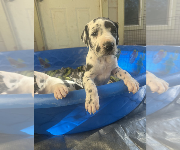 Medium Photo #5 Great Dane Puppy For Sale in ALVORD, TX, USA