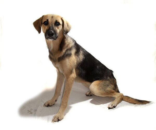 Medium Photo #3 German Shepherd Dog-Unknown Mix Puppy For Sale in Oakland Park, FL, USA