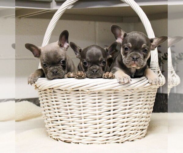 Medium Photo #3 French Bulldog Puppy For Sale in EAST EARL, PA, USA