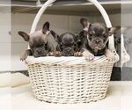 Small #2 French Bulldog
