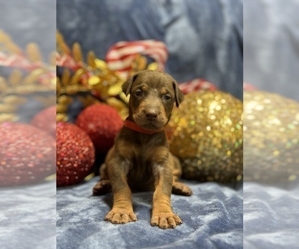 Medium Photo #2 Doberman Pinscher Puppy For Sale in DE SOTO, MO, USA
