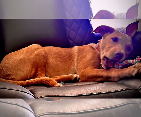 Medium Photo #3 Shepradors Puppy For Sale in Princeton, MN, USA