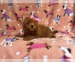 Small #4 Cavapoo