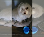 Small Photo #1 Maltese Puppy For Sale in SAN ANTONIO, TX, USA
