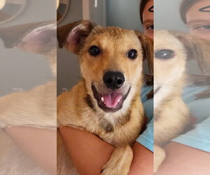 Jack Russell Terrier-Unknown Mix Dogs for adoption in Oakhurst, NJ, USA