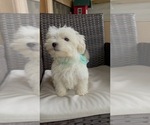 Small Photo #4 Maltese Puppy For Sale in RALEIGH, NC, USA