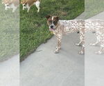 Small #3 Mutt