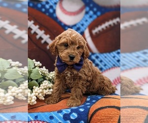 Goldendoodle (Miniature) Puppy for sale in LINCOLN UNIVERSITY, PA, USA