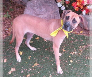 JEREMY - Male Mutt Dog for Adoption - Photo #2