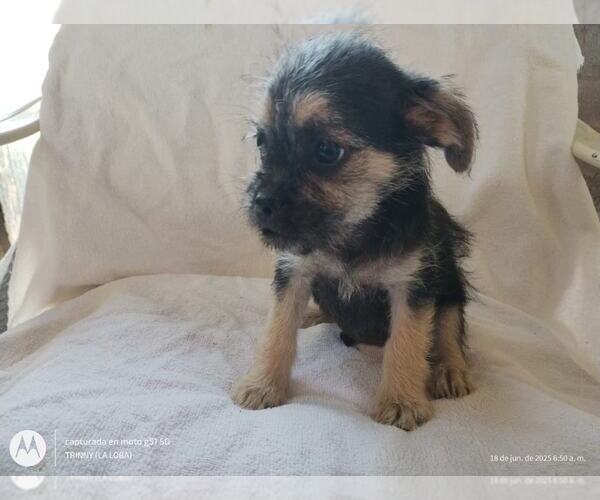Medium Photo #3 Mutt Puppy For Sale in Arlington, WA, USA