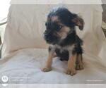Small #2 Mutt