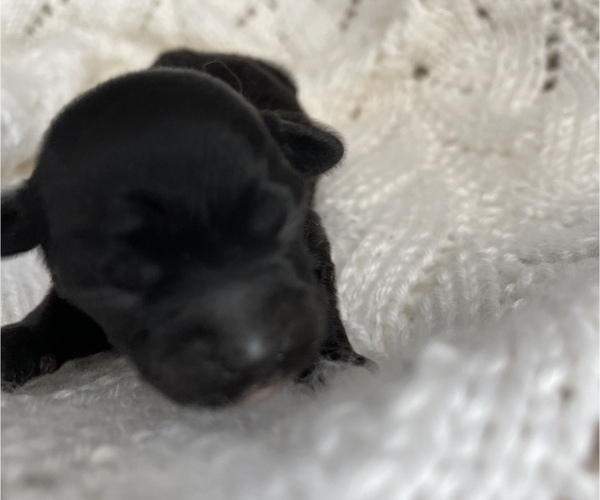 Medium Photo #12 ShihPoo Puppy For Sale in CLARE, MI, USA