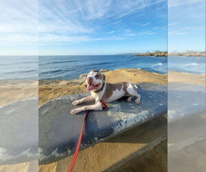 American Bulldog-American Staffordshire Terrier Mix Dogs for adoption in San Diego, CA, USA