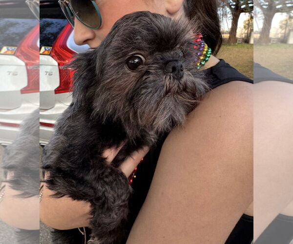 Medium Photo #1 Shih Tzu-Unknown Mix Puppy For Sale in Oakhurst, NJ, USA