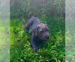 Puppy Sampson Cane Corso