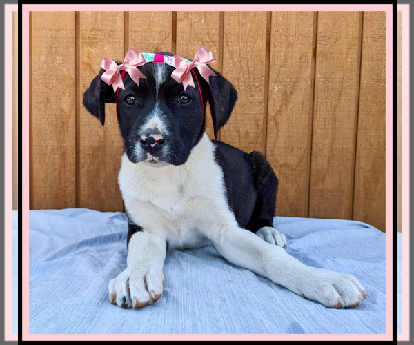 Medium Photo #2 Beagle-Border Collie Mix Puppy For Sale in Mt. Laurel, NJ, USA