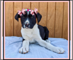 Small #1 Beagle-Border Collie Mix