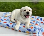 Small Photo #3 Labrador Retriever Puppy For Sale in MOUNT AIRY, MD, USA