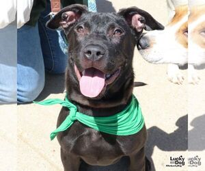Labrador Retriever-Unknown Mix Dogs for adoption in Washington, DC, USA