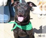 Small Labrador Retriever Mix