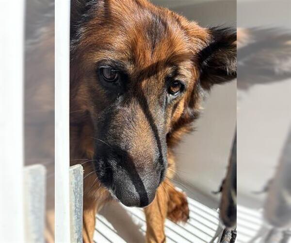 Medium Photo #1 German Shepherd Dog Puppy For Sale in Houston, TX, USA