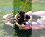 Small Photo #16 Rottweiler Puppy For Sale in COLUMBIA, MO, USA