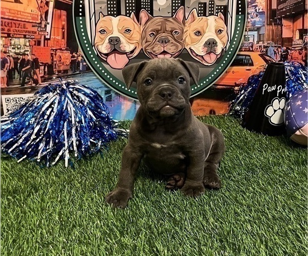 Medium Photo #4 American Bully Puppy For Sale in WOLCOTT, CT, USA