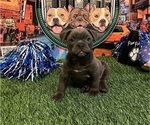 Small Photo #4 American Bully Puppy For Sale in WOLCOTT, CT, USA