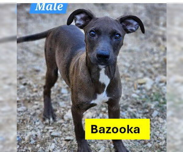 Medium Photo #1 Pug-Whippet Mix Puppy For Sale in Sheboygan, WI, USA