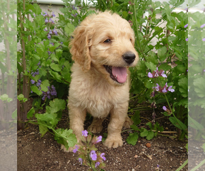 Goldendoodle Puppy for Sale in PEYTON, Colorado USA