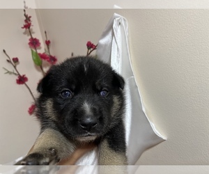 German Shepherd Dog-Siberian Husky Mix Puppy for sale in EAST ALTON, IL, USA